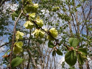 Jilm drsný /horský/ (Ulmus glabra)