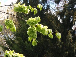 Jilm drsný /horský/ (Ulmus glabra)