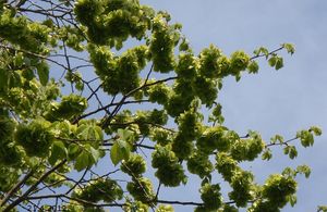 Jilm drsný /horský/ (Ulmus glabra)