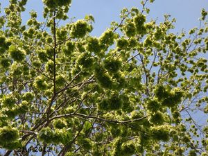 Jilm drsný /horský/ (Ulmus glabra)