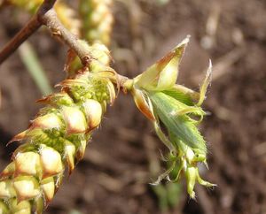 Habr obecný (Carpinus betulus)