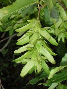 Habr obecný (Carpinus betulus)