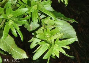 Habr obecný (Carpinus betulus)