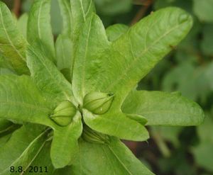 Habr obecný (Carpinus betulus)