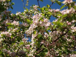 Jabloň (Malus domestica)