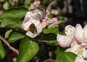 Jabloň (Malus domestica)