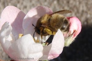 Jabloň (Malus domestica)