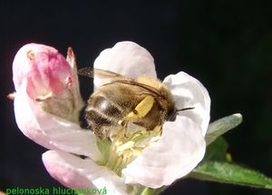 Jabloň (Malus domestica)