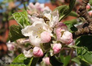 Jabloň (Malus domestica)