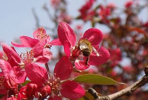 Jabloň (Malus domestica)