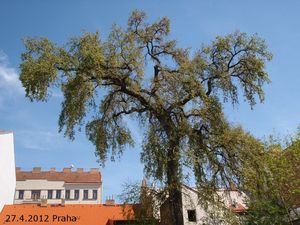 Jilm vaz (Ulmus laevis)