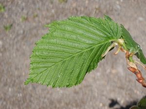 Jilm vaz (Ulmus laevis)