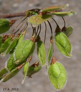 Jilm vaz (Ulmus laevis)