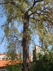 Jilm vaz (Ulmus laevis)