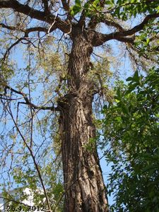 Jilm vaz (Ulmus laevis)