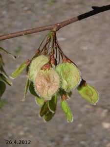 Jilm vaz (Ulmus laevis)