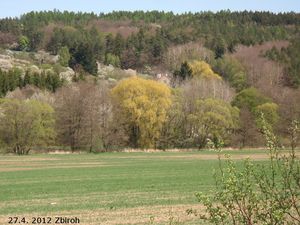 Vrba bílá (Salix alba)