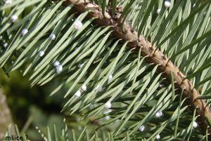 Douglaska tisolistá (Pseudotsuga menziesii)