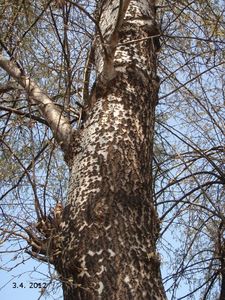 Topol bílý (Populus alba)