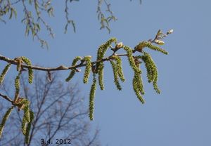 Topol bílý (Populus alba)