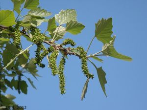 Topol bílý (Populus alba)