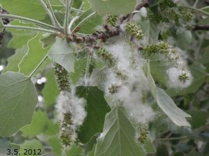 Topol bílý (Populus alba)