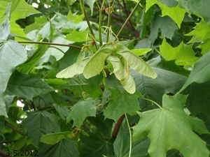 Javor mléč (Acer platanoides)