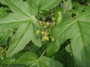 Javor babyka (Acer campestre)