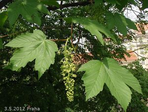 Javor horský, klen (Acer pseudoplatanus)