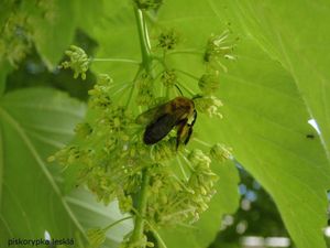 Javor horský, klen (Acer pseudoplatanus)