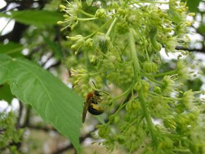 Javor horský, klen (Acer pseudoplatanus)