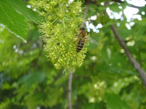 Javor horský, klen (Acer pseudoplatanus)