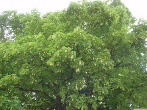 Javor horský, klen (Acer pseudoplatanus)