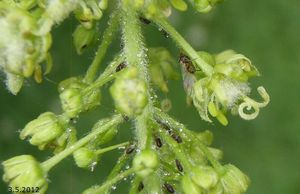 Javor horský, klen (Acer pseudoplatanus)