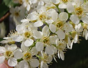 Střemcha obecná (Prunus padus)