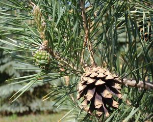 Borovice lesní (Pinus sylvestris)