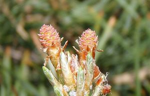 Borovice lesní (Pinus sylvestris)