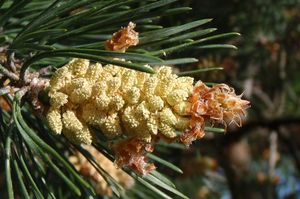 Borovice lesní (Pinus sylvestris)