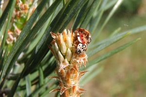 Borovice lesní (Pinus sylvestris)