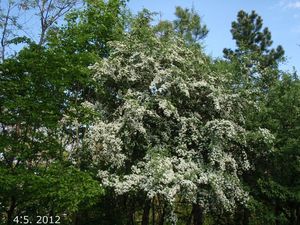 Hloh (Crataegus)