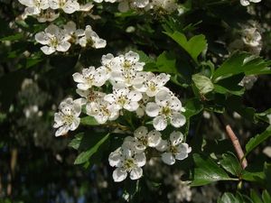 Hloh (Crataegus)