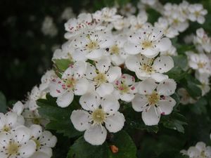 Hloh (Crataegus)