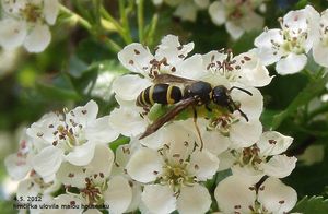 Hloh (Crataegus)