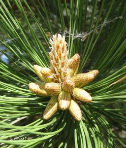 Borovice černá (Pinus nigra)