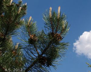 Borovice černá (Pinus nigra)