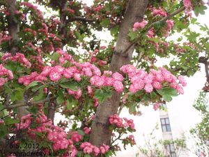 Hloh (Crataegus)