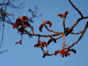 Topol černý (Populus nigra)