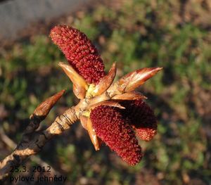 Topol černý (Populus nigra)