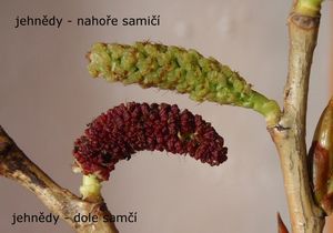 Topol černý (Populus nigra)