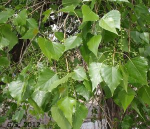 Topol černý (Populus nigra)